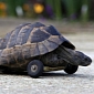 Tortoise Has Both Its Front Legs Eaten by Rats, Gets Wheels in Their Place