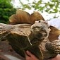 Tortoise Kept as Pet Has to Be Rehomed After It Grew to Nine Stones (57 Kg)