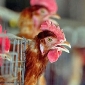 Tough Measures Against Bird Flu