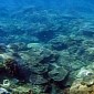Tough Microbes Living Under the Ocean Crust Breathe Sulfate