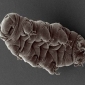 Tougher than Space: Tardigrades Exposed Directly to Cosmic Radiations