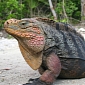 Tourists in the Bahamas Are Giving Iguanas Diarrhea, Scientists Say