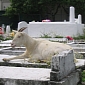 Town Gets Sheep, Goats to “Mow” the Lawn in the Local Cemeteries