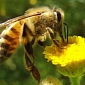 Traces of Dozens of Toxic Chemicals Found in Pollen Collected by Bees