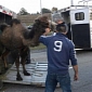 Trailer Carrying Circus Animals Turns Topsy-Turvy