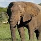 Train Hits 6 Elephants, Kills Them on the Spot