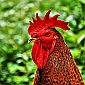Transgenic Chickens Against Avian Flu Epidemics