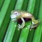 Transparent Frogs Discovered in Colombia