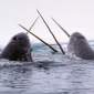 Trapped Narwhals Targeted by Canadian Hunters