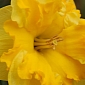Treating Depression with Daffodils