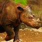 Tumors Found in the Body of Critically Endangered Sumatran Rhino