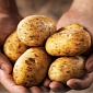 Turning Potatoes Into Furniture Is Doable, Totally Environmentally Friendly