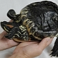 Turtle Spends 20 Years in a Bucket Before Being Rescued and Freed