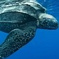 Turtles Are Quite Chatty, Use Several Different Sounds to Communicate