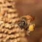 Twenty Percent of UK Bees Died This Winter