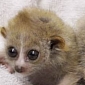 Twin Baby Slow Lorises Will Make Your Heart Melt