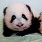 Twin Panda Cubs at Atlanta Zoo Have Finally Been Named