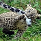 Twin Persian Leopard Cubs Born in Russia's Sochi National Park