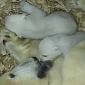 Twin Polar Bear Cubs Thriving at Zoo in Germany
