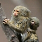 Twin Pygmy Marmosets Thriving at Belfast Zoo