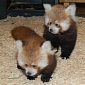 Twin Red Panda Cubs at Knoxville Zoo Are Looking for Names