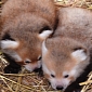 Twin Red Pandas Are Thriving at Detroit Zoo