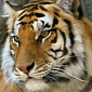 Two Bengal Tigers and Several Deer Are Rescued Following Drug Lab Raid