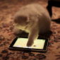 Two Cats Review an iPad Game Developed Just for Them - Video
