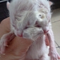 Two-Faced Kitten Is Born in Brazil – Video