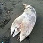 Two-Headed Dolphin Reportedly Washes Ashore in Turkey
