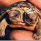 Two-Headed Tortoises