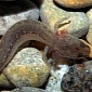 Two More Texas Salamanders Are Listed as Endangered Species