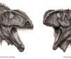 Two New Huge Carnivorous Dinosaurs: 7.6 m (25 ft) Long!