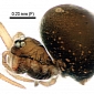 Two New Miniature Spider Species Discovered in China