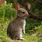 Two Rabbit Fever Cases Reported in North Carolina