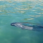 Two Rare Oarfish Seen Swimming Near the Coast in Mexico – Video