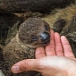 Two-Toed Baby Sloth Born at the National Aquarium in Baltimore, US