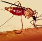 Type O Blood Protects People Against Malaria!