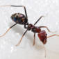 UK Ant Species Drawn Irresistibly to Electricity