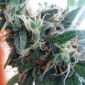 UK Increases Cannabis Risk Classification