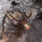 UK Spider Colony Returned to Its Cave