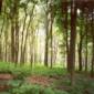 UK Woodlands Lose Biodiversity at an Alarming Rate
