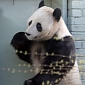 UK's Only Female Giant Panda Refuses to Mate, Veterinarians Turn to Artificial Insemination