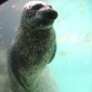UK to Impose Total Ban on Shooting of Seals