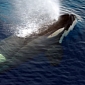 UN Court to Rule on Japan's Whaling Program This March 31