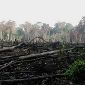 UN Report: Deforestation Rates Decreasing