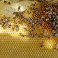 UN Study: Globalization Is Exterminating the Bees
