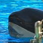 UPDATE: SeaWorld's Injured Orca Displays Bitemarks on Its Chin