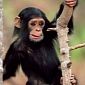 US Announces Plans to Classify All Chimps as Endangered