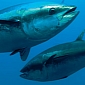US Citizens Tune In to Hear News About Radioactive Tuna